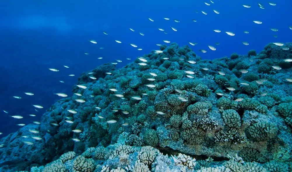Se busca que esta área contribuya también a la investigación marítima. Foto: Gobierno del Perú