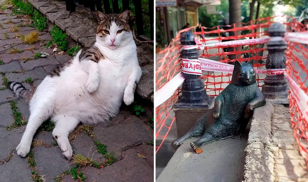 Aunque han pasado más de 5 años, este peludo se ganó el cariño de todos los habitantes. Foto: Facebook/Anadolu Kedisi