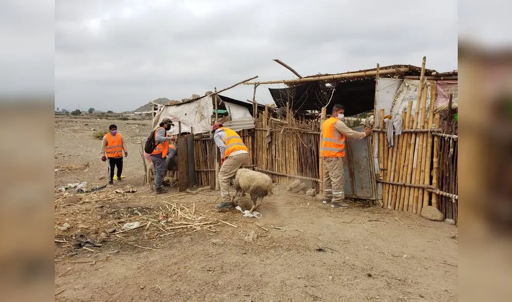 Último caso se dio en sitio arqueológico Farfán. Foto: DDC La Libertad Último caso se dio en sitio arqueológico Farfán. Foto: DDC La Libertad