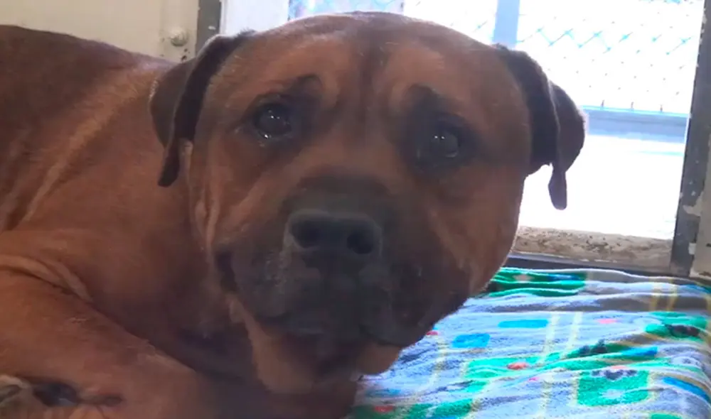 Una familia tomó la difícil decisión de abandonar a sus queridas mascotas en un albergue, debido a sus problemas económicos. Foto: Saving Carson Shelter Dogs/ Facebook