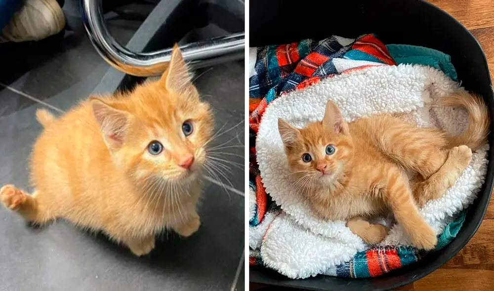 Los encargados de un albergue hallaron a un gatito que nació con un problema en sus patas traseras, por ello, decidieron ayudarlo. Foto: Chatons Orphelins Montréal/ Facebook