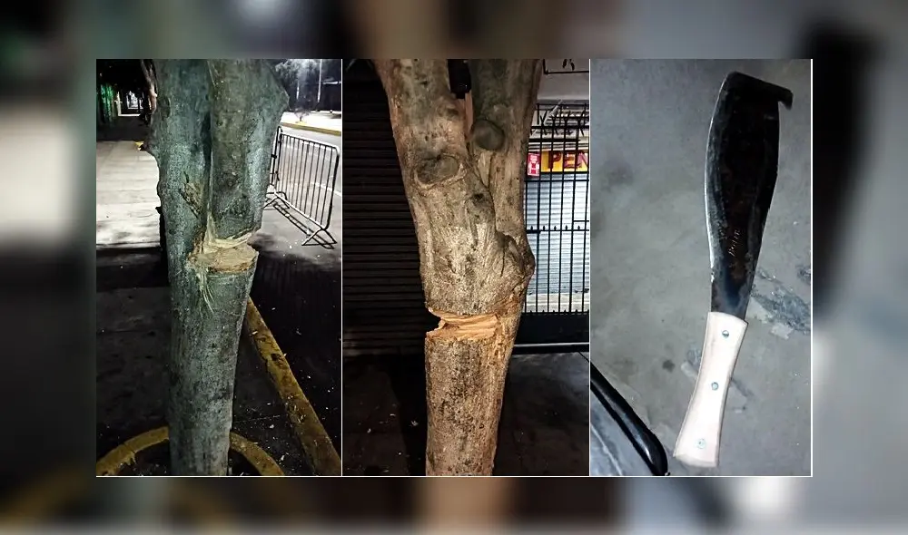 Árboles talados en la avenida España y el machete usado para los cortes. Foto: MPT