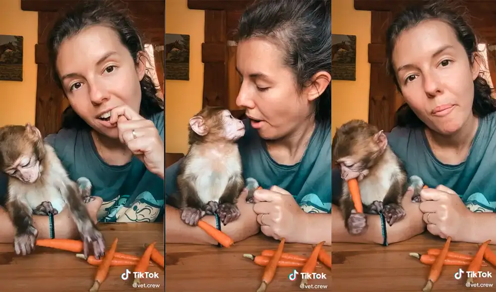 La mujer decidió comer junto al mono para que este la imite y se alimente. Foto: captura de TikTok La mujer decidió comer junto al mono para que este la imite y se alimente. Foto: captura de TikTok