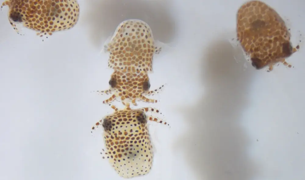 El experimento podría ayudar a desarrollar técnicas para proteger la salud de los astronautas. Foto: AFP