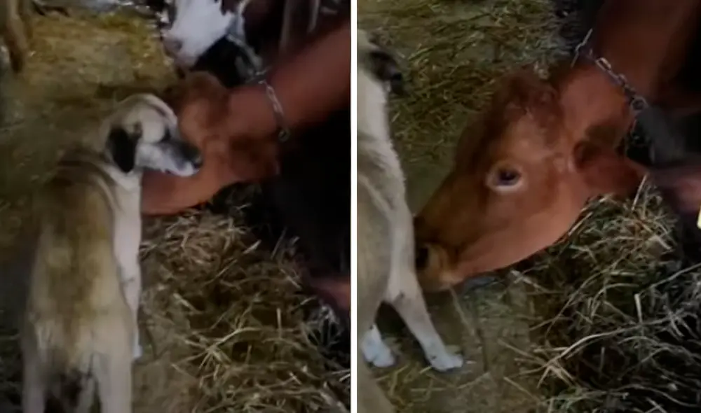 El video viral ha sido compartido en el canal Rumble Viral. Foto: captura de YouTube