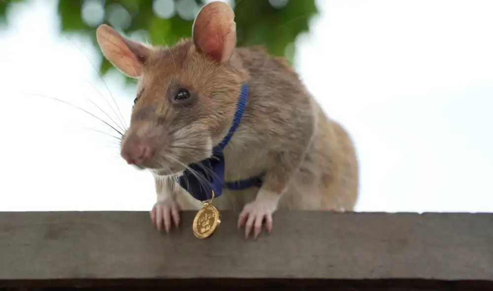 Magawa pesa 1,2 kg (2,6 libras) y mide 70 cm (28 pulgadas) de largo. Foto: APOPO Magawa pesa 1,2 kg (2,6 libras) y mide 70 cm (28 pulgadas) de largo. Foto: APOPO