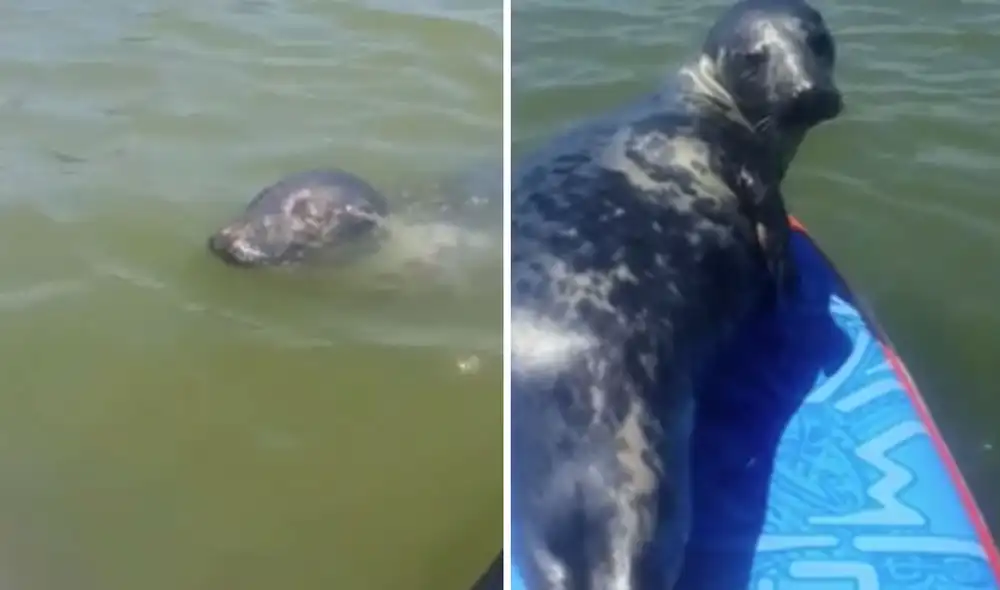 La foca sorprendió al joven y su reacción se volvió viral. Foto: captura de YouTube