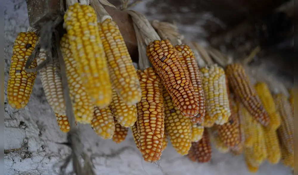 Los precios del maíz comenzaron a retroceder a finales de mayo, afirmó la FAO. Foto: AFP Los precios del maíz comenzaron a retroceder a finales de mayo, afirmó la FAO. Foto: AFP