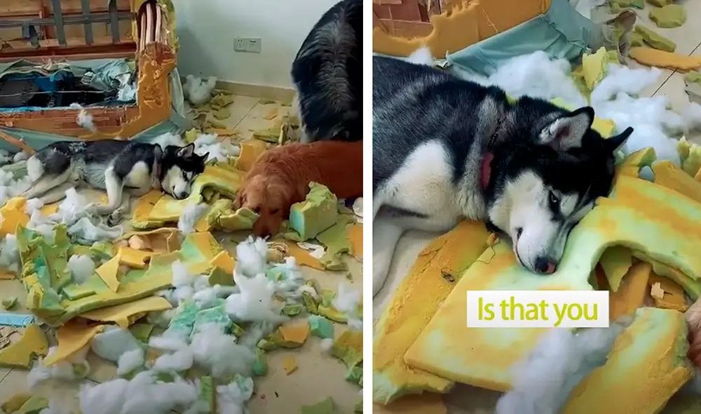 El video viral se ha vuelto tendencia en las redes sociales. Foto: captura de TikTok El video viral se ha vuelto tendencia en las redes sociales. Foto: captura de TikTok