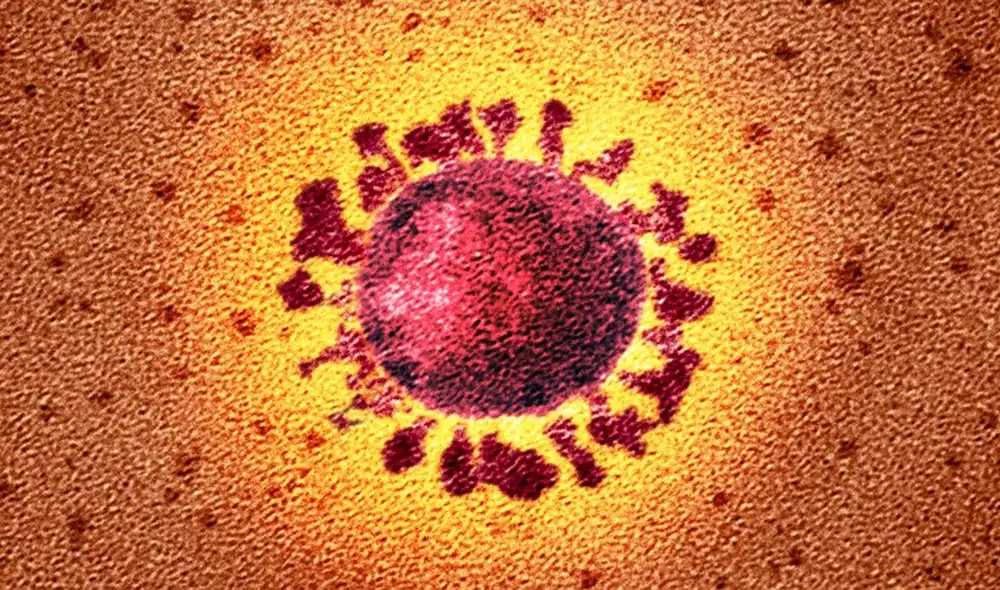 El coronavirus SARS-CoV-2 visto con un microscopio electrónico de transmisión. Foto: National Infection Service/SPL El coronavirus SARS-CoV-2 visto con un microscopio electrónico de transmisión. Foto: National Infection Service/SPL