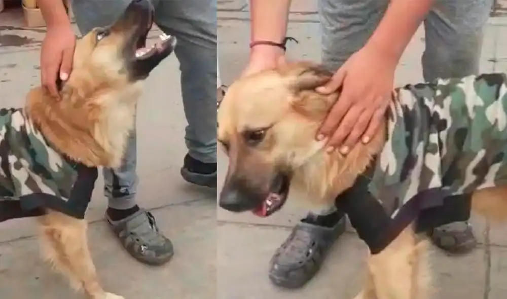 Fidelio es buscando intensamente por su familia. Foto: difusión Fidelio es buscando intensamente por su familia. Foto: difusión