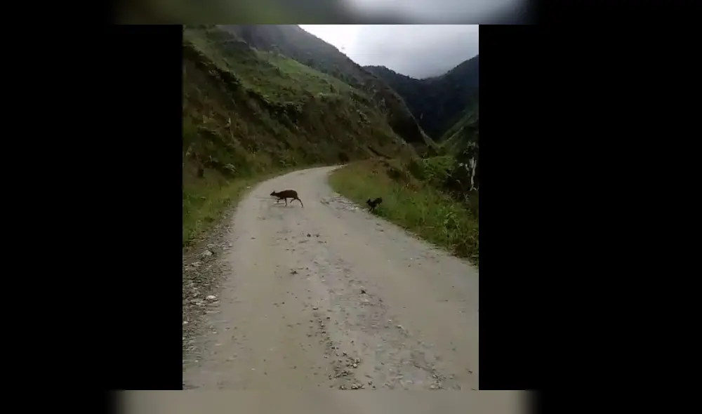 Especie fue registrada en Huancabamba. Foto: NCI