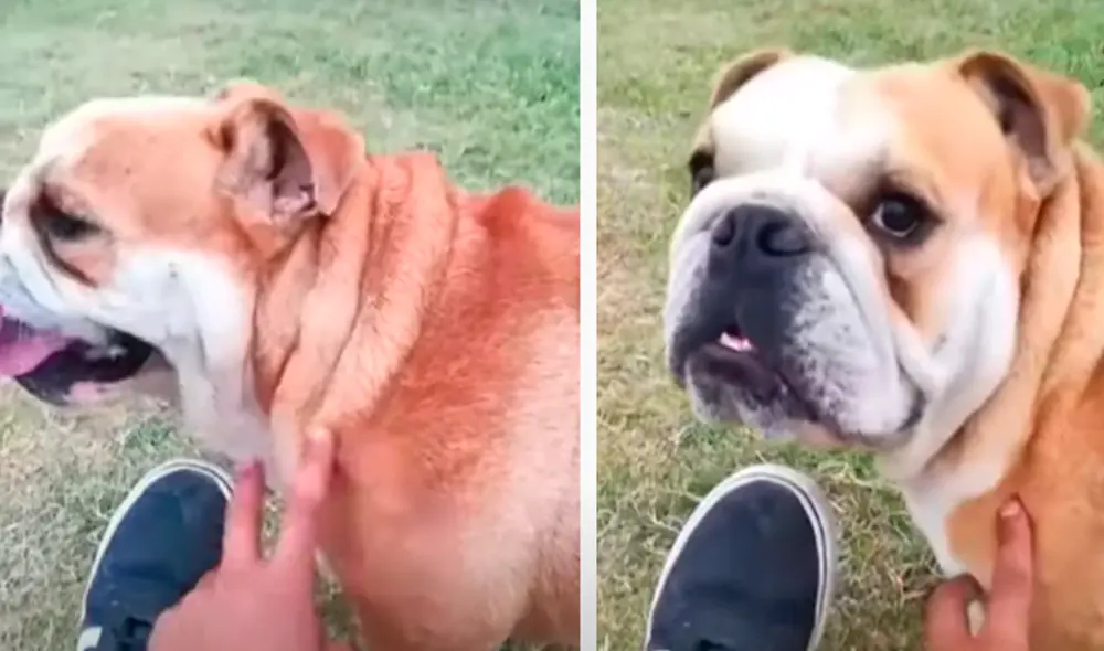 El video ha sido compartido en la cuenta de Rocio Garcia. Foto: captura de Facebook