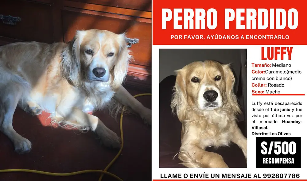 Luffy se perdió en los alrededores del mercado La Huaca en Los Olivos. Foto: composición La República Luffy se perdió en los alrededores del mercado La Huaca en Los Olivos. Foto: composición La República