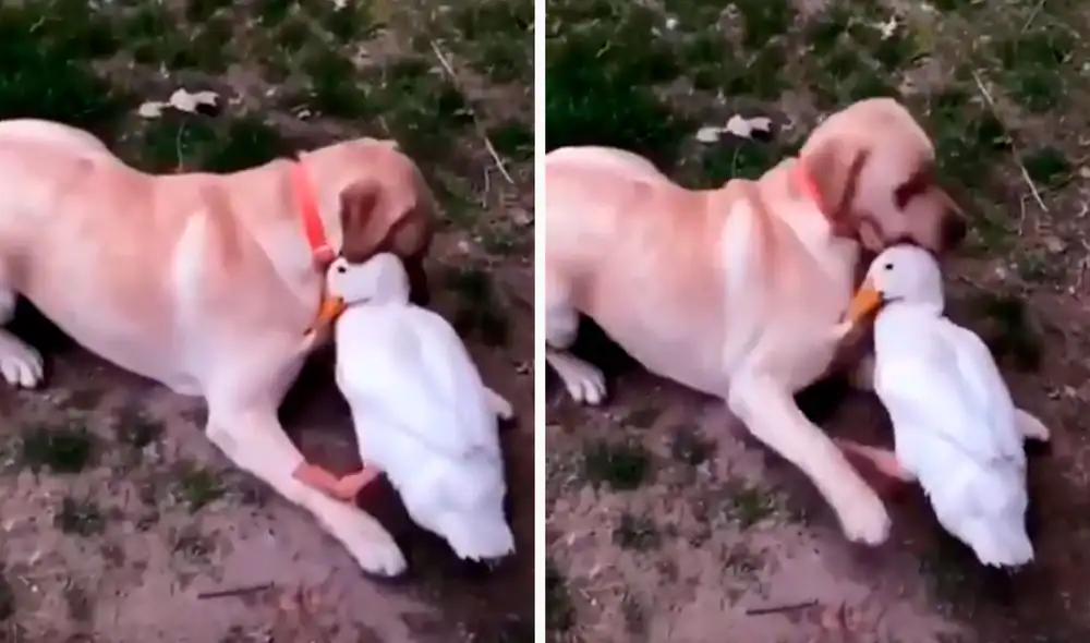 Un perro estuvo separado de un pato por varios días, por ello, su dueña los volvió a juntar y estos no dudaron en demostrarse cariño. Foto: captura de Facebook Un perro estuvo separado de un pato por varios días, por ello, su dueña los volvió a juntar y estos no dudaron en demostrarse cariño. Foto: captura de Facebook