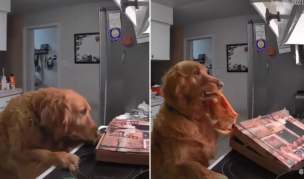 Las imágenes causaron risa entre miles de cibernautas. Foto: captura de TikTok