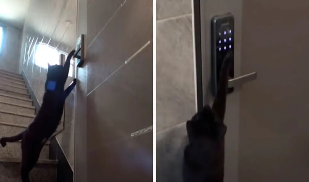 Una mujer descubrió que un travieso gatito marcó varias veces el código de seguridad de su puerta, con la intención de ingresar a su hogar. Foto: captura de YouTube Una mujer descubrió que un travieso gatito marcó varias veces el código de seguridad de su puerta, con la intención de ingresar a su hogar. Foto: captura de YouTube