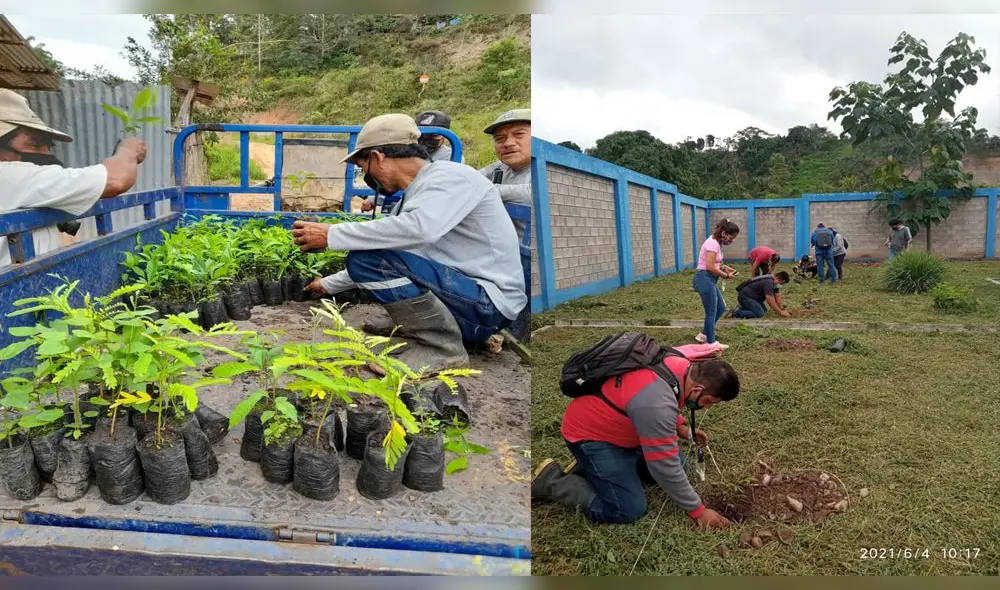 Con plantones de diversas especies continúa campaña de reforestación en San Martín. Foto: Goresam Con plantones de diversas especies continúa campaña de reforestación en San Martín. Foto: Goresam