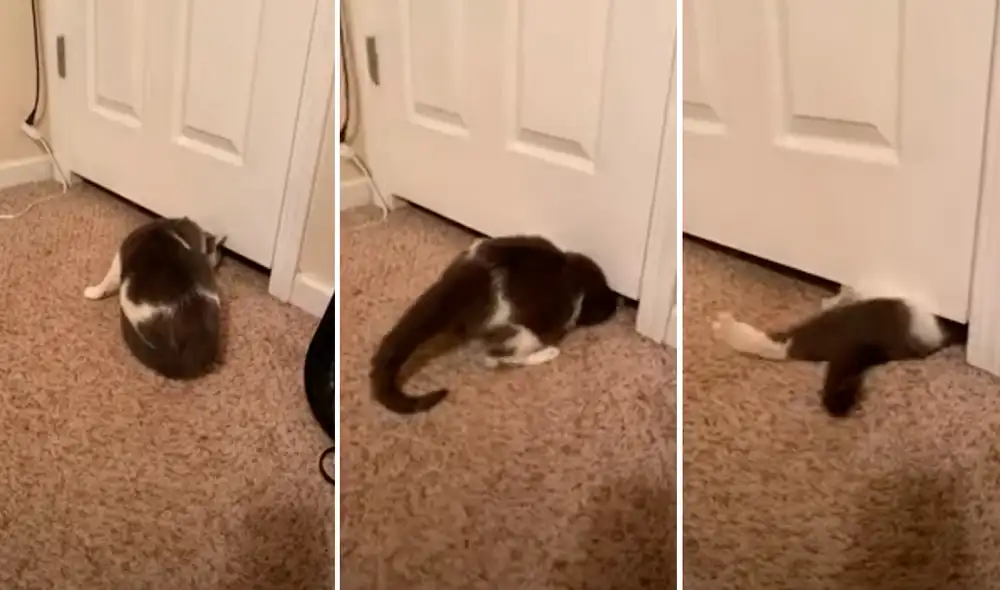 El minino se deslizó por debajo de la puerta para escapar de su casa. Foto: captura de TikTok