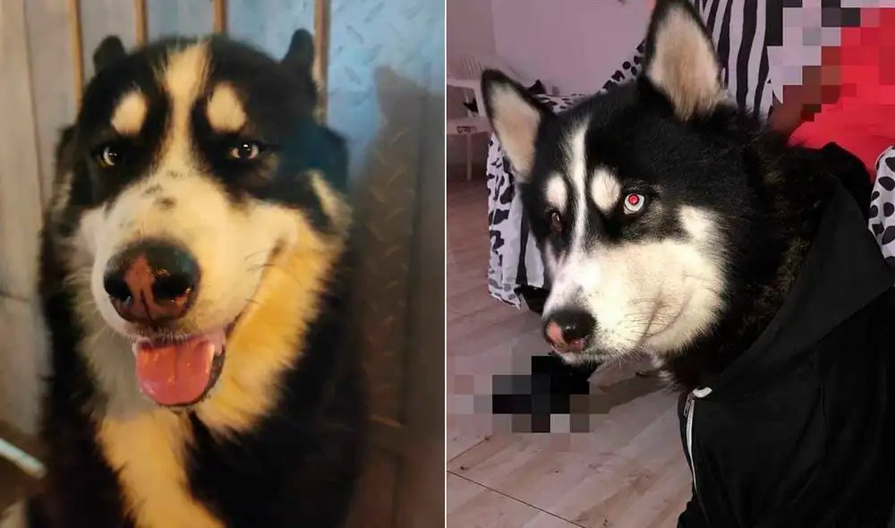 Jack se extravió el 11 de mayo. No descartan que haya sido robado. Foto: Facebook Jack se extravió el 11 de mayo. No descartan que haya sido robado. Foto: Facebook