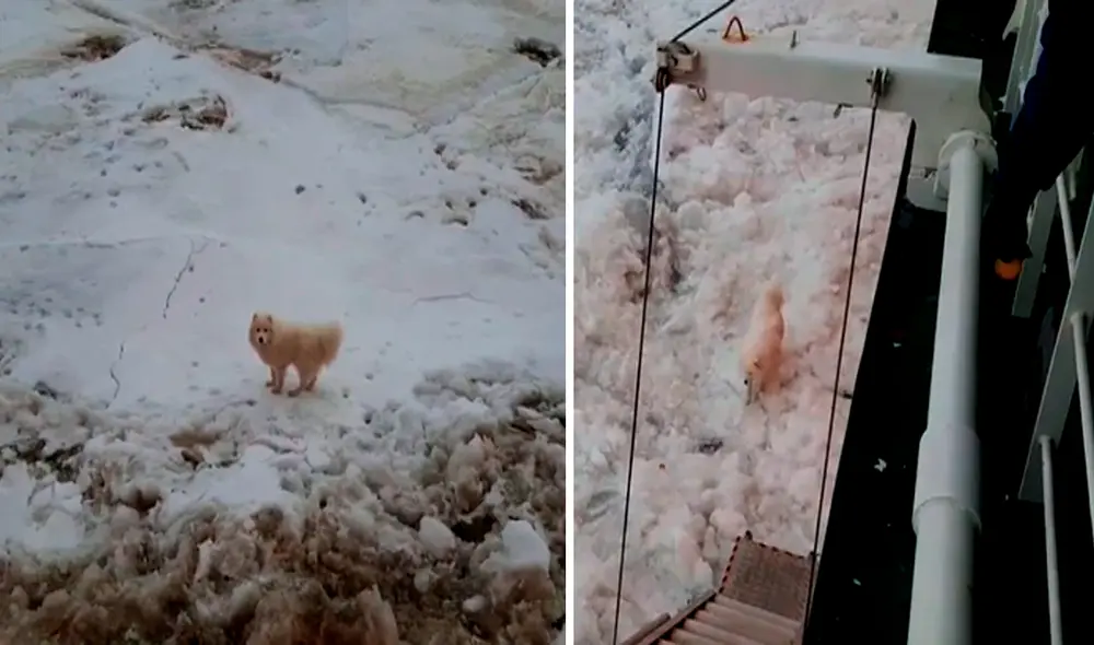 Si no hubiera sido encontrado, Ayka corría el riesgo de morir debido que el hielo se desplaza y existe muchas grietas en la superficie. Foto: captura de YouTube