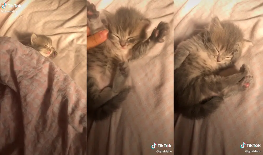 El minino conmovió a miles de cibernautas con enternecedora actitud para seguir durmiendo. Foto: captura de TikTok El minino conmovió a miles de cibernautas con enternecedora actitud para seguir durmiendo. Foto: captura de TikTok