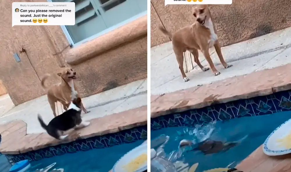 El video ha sido compartido en la cuenta Archiethecorgi. Foto: captura de TikTok El video ha sido compartido en la cuenta Archiethecorgi. Foto: captura de TikTok