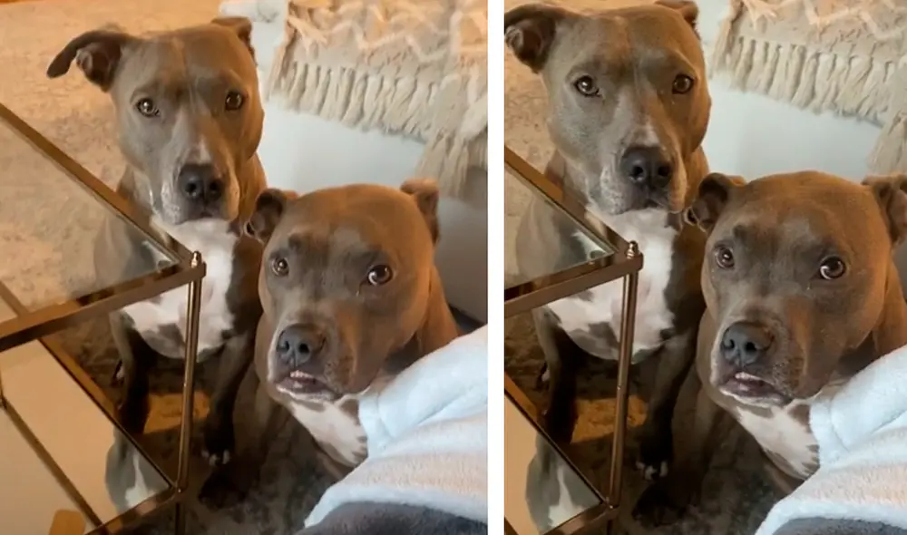 El video viral hizo reír a miles de usuarios. Foto: captura de TikTok