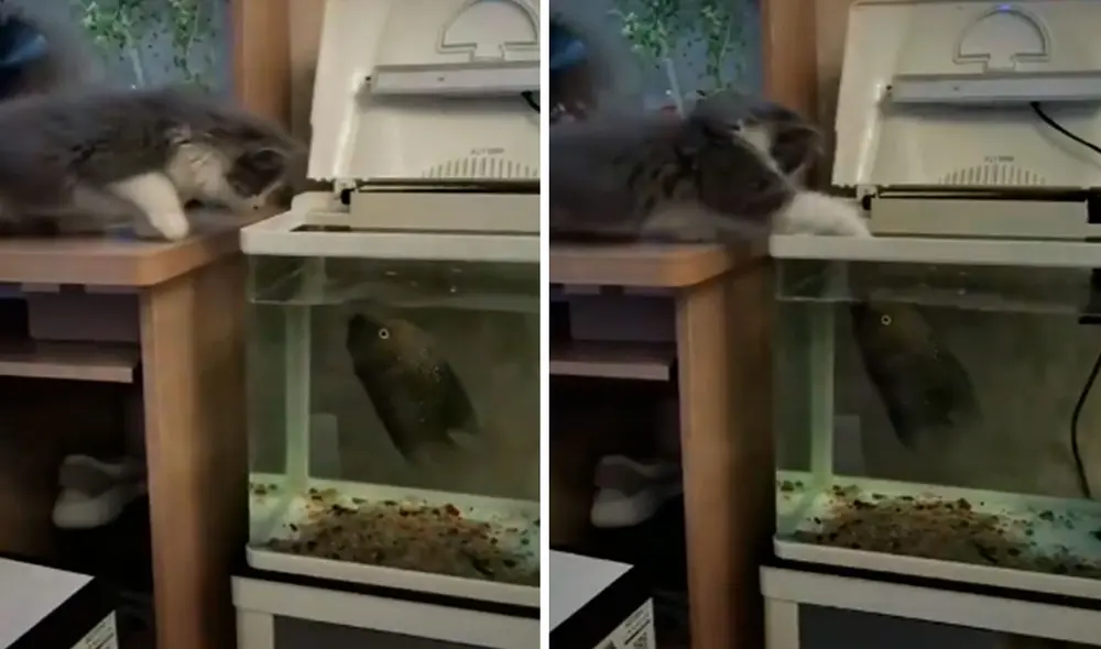 Un travieso felino aprovechó la ausencia de su dueña para molestar a un pez que estaba en su recinto; sin embargo, no imaginó que este iba a afrontarlo. Foto: captura de YouTube