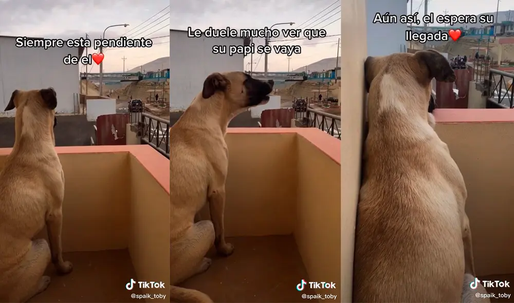 La mujer captó cómo el canino llora cuando su dueño sale a trabajar. Foto: captura de TikTok