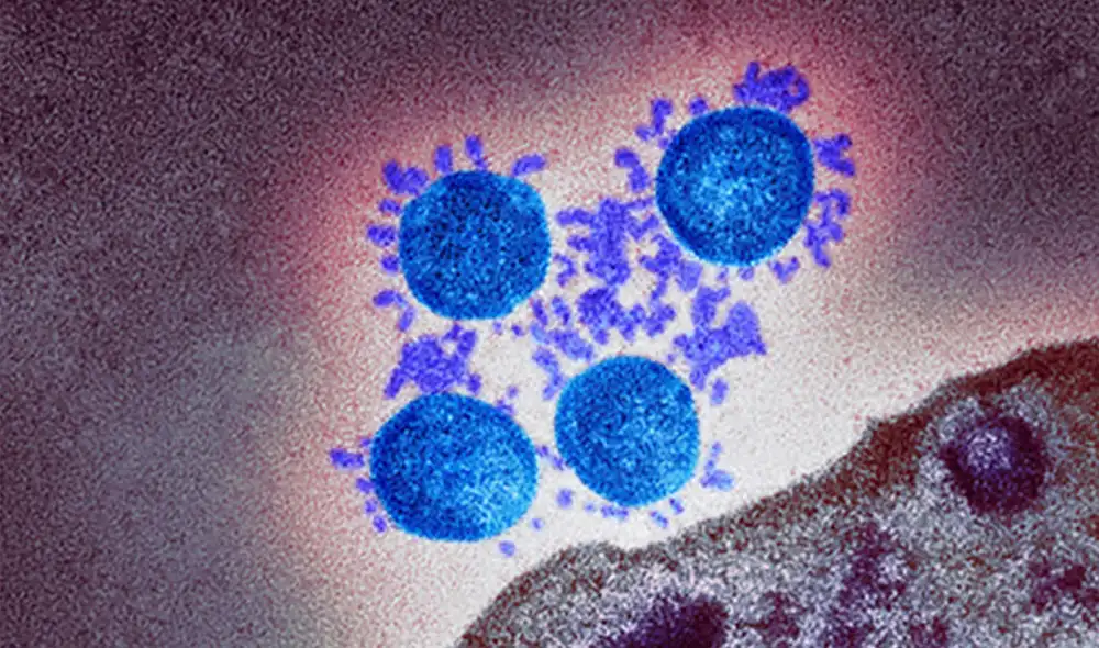 Partículas de coronavirus aisladas de un paciente de COVID-19 en Reino Unido. Foto: PHE