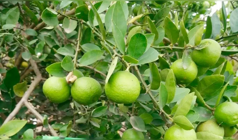 El distrito de Olmos se caracteriza por la producción y venta de limón. Foto: Junta de Usuarios Olmos