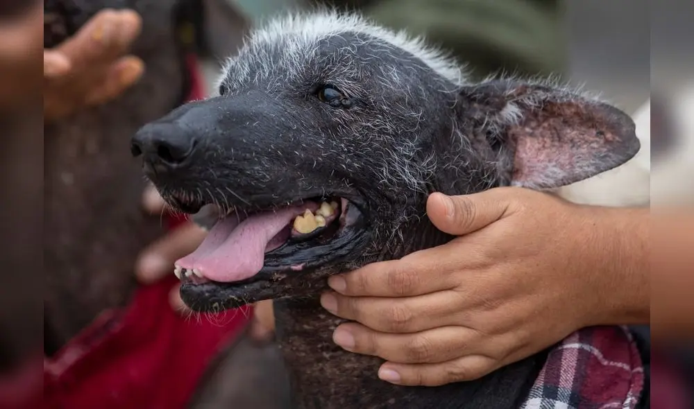 Este 12 de junio se celebra el Día del Perro Peruano. Foto: MML Este 12 de junio se celebra el Día del Perro Peruano. Foto: MML