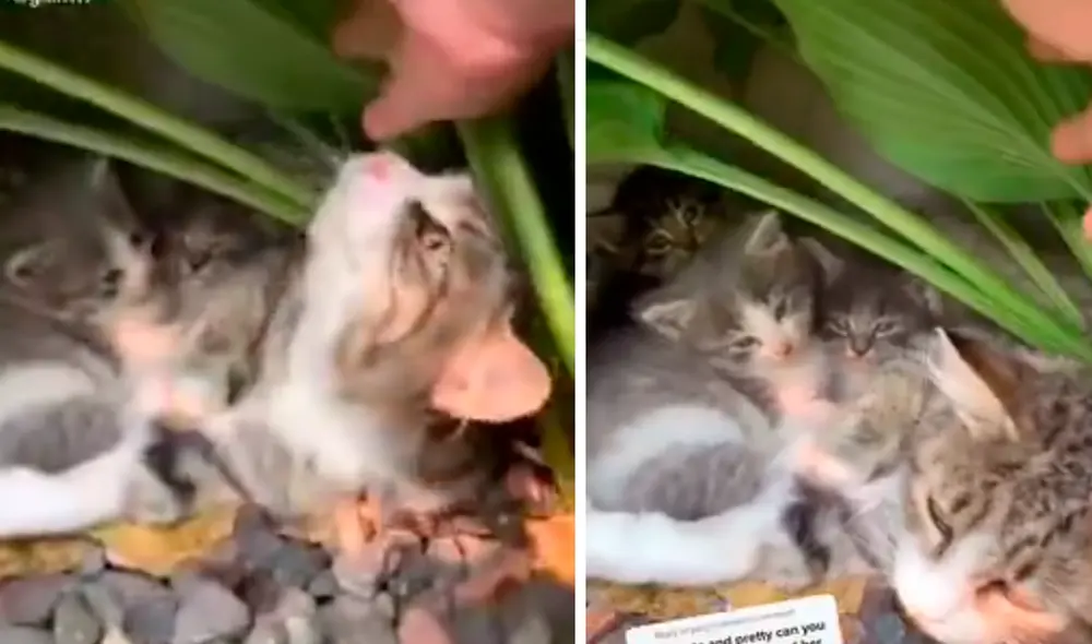 El video ha causado gran sensación en las redes. Foto: captura de Facebook El video ha causado gran sensación en las redes. Foto: captura de Facebook