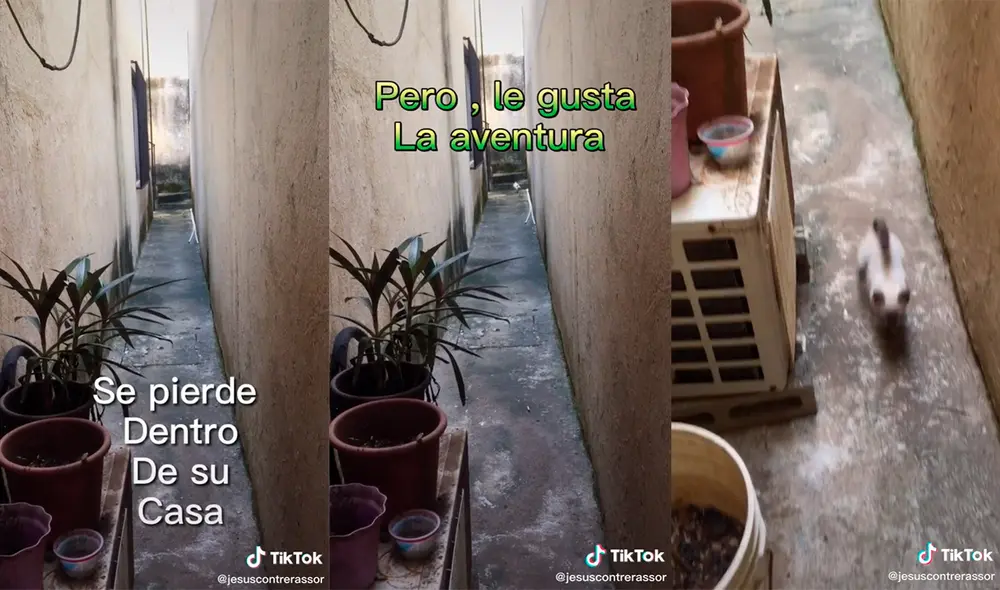 El dueño mostró la conmovedora conducta del minino cuando se perdió en el hogar. Foto: captura de TikTok