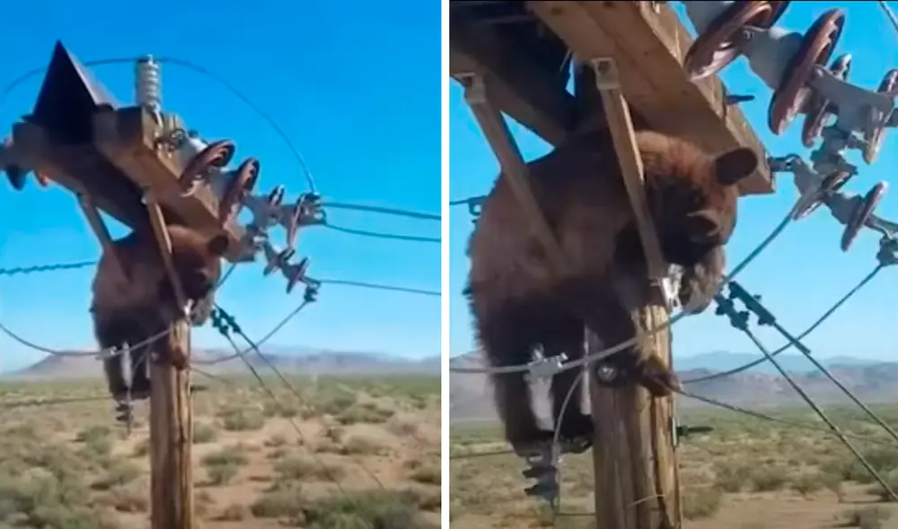 Una vez a salvo, el oso fue dejado en libertad y corrió hacia el bosque. Foto: captura de YouTube