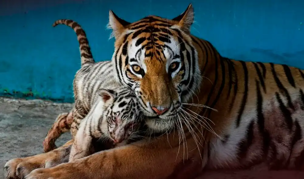 El color blanco de Yanek se debe a una combinación de dos genes blancos recesivos de sus padres. Foto: AFP