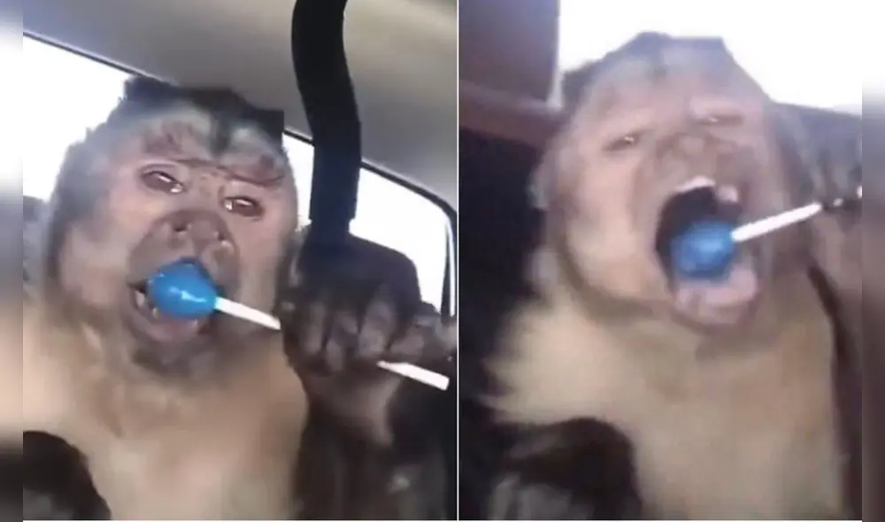 En el video los dueños del mamífero narran todos los esfuerzos que se hicieron para mantenerlo con vida. Foto: captura de TikTok En el video los dueños del mamífero narran todos los esfuerzos que se hicieron para mantenerlo con vida. Foto: captura de TikTok