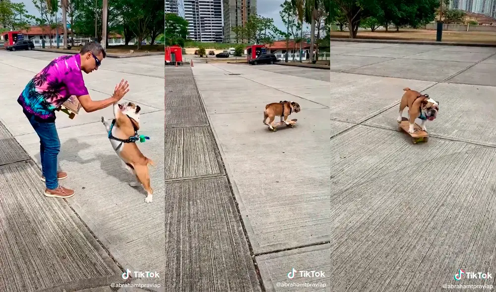 El canino cautivó a miles de cibernautas con adorable actitud para jugar. Foto: captura de TikTok El canino cautivó a miles de cibernautas con adorable actitud para jugar. Foto: captura de TikTok