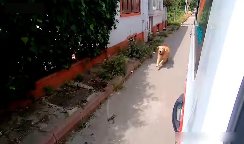 La mascota no quiso dejar sola a su dueña cuando enfermó y fue trasladada a un hospital. Foto: captura de YouTube/TRT Haber