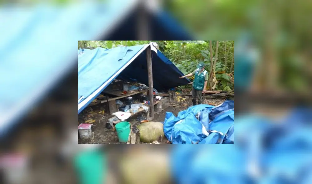 Autoridades encontraron campamentos a base de plásticos en bosque afectado de Cusco. Foto: Andina