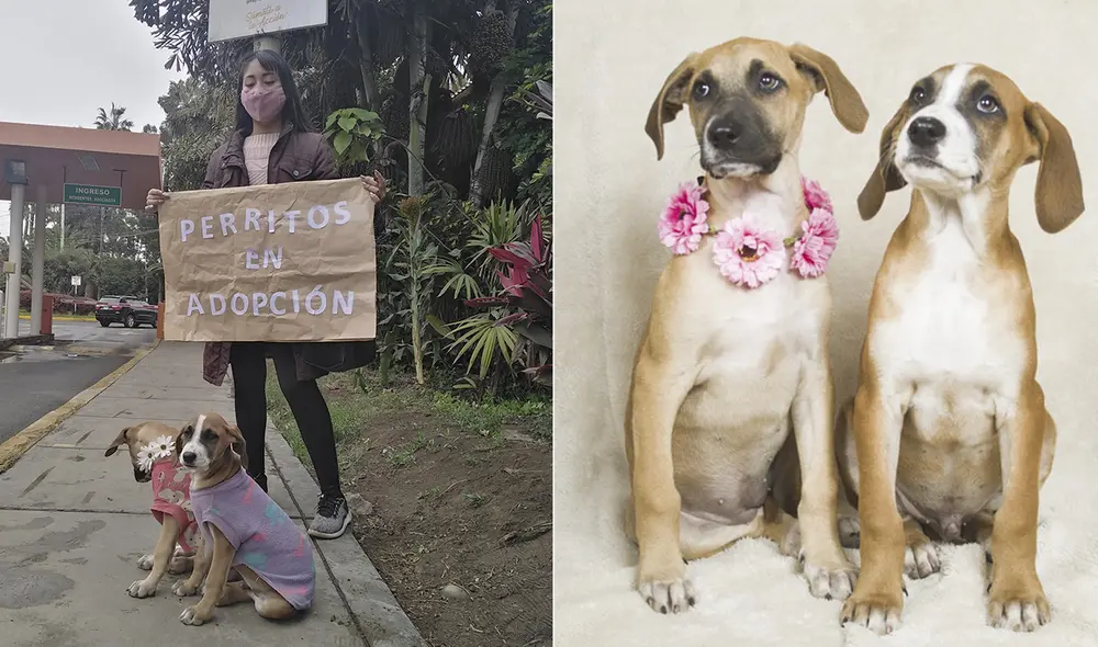 Los pequeños canes ya están desparasitados y tienen poco más de un mes de nacidos. Foto: composición/La República