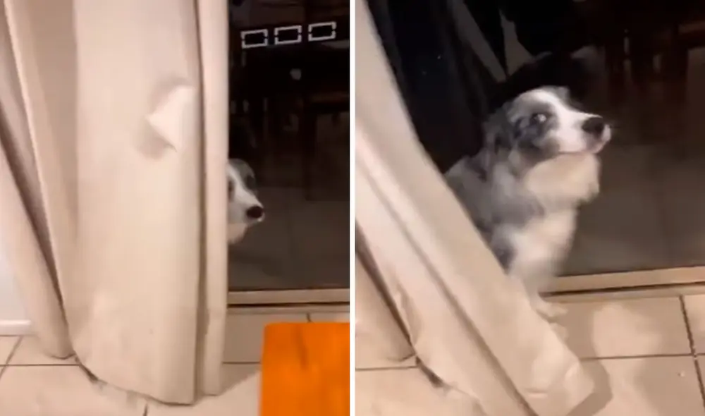 Un perro aprovechó la ausencia de su dueño para hacer de las suyas dentro de su casa; sin embargo, fue descubierto. Foto: captura de Facebook