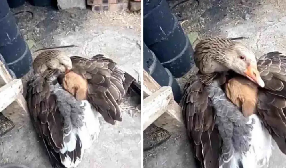 La tierna escena entre ambos animales logró conmover a más de uno en las redes sociales. Foto: Facebook La tierna escena entre ambos animales logró conmover a más de uno en las redes sociales. Foto: Facebook