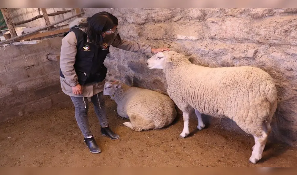 Ovejas deben permanecer 15 días en cuarentena para aclimatarse a la altura de Chiguata. Foto: Gobierno Regional de Arequipa