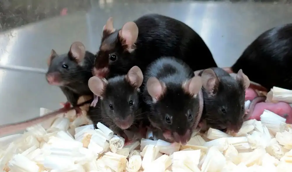 El estudio fue realizado por la científicos de la Universidad de Yamanshi, en Japón. Foto: AFP