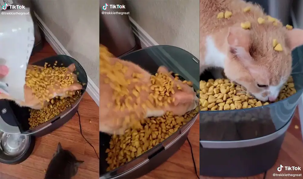 Su dueña se sorprendió por la inusual conducta que tiene su mascota cuando va a comer. Foto: captura de TikTok