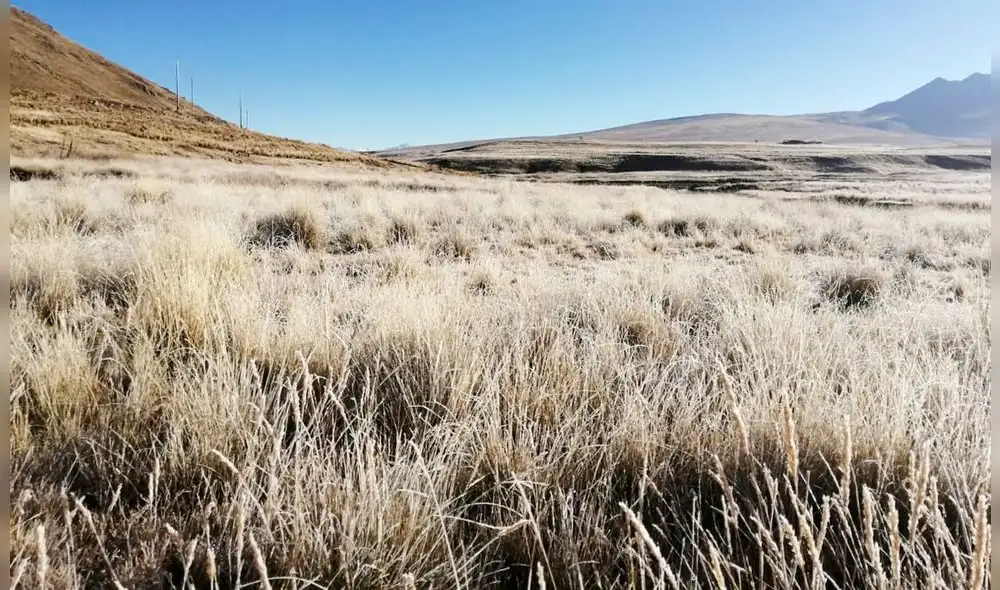 Bajas temperaturas afectaron áreas de cobertura vegetal. Foto: COER Áncash