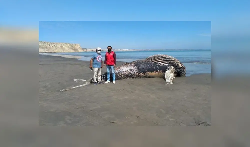 Los especialistas investigan para determinar las causas de la muerte del mamífero. Foto: difusión Los especialistas investigan para determinar las causas de la muerte del mamífero. Foto: difusión