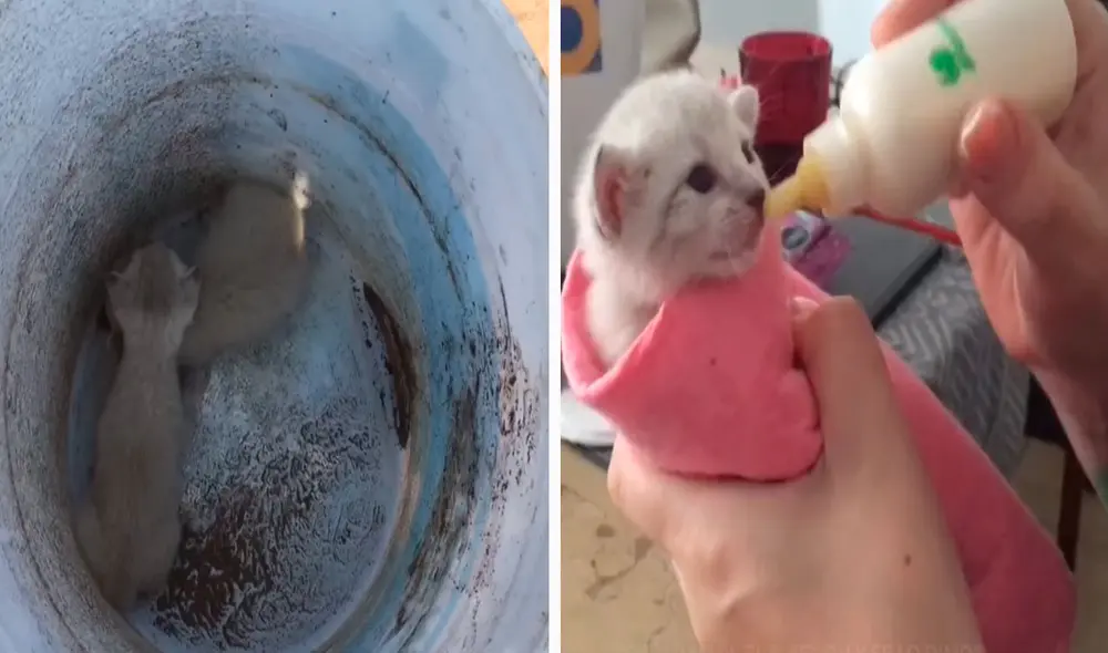 Una joven se detuvo en medio de la carretera al encontrar a unos pequeños felinos en deplorables condiciones. Foto: captura de YouTube